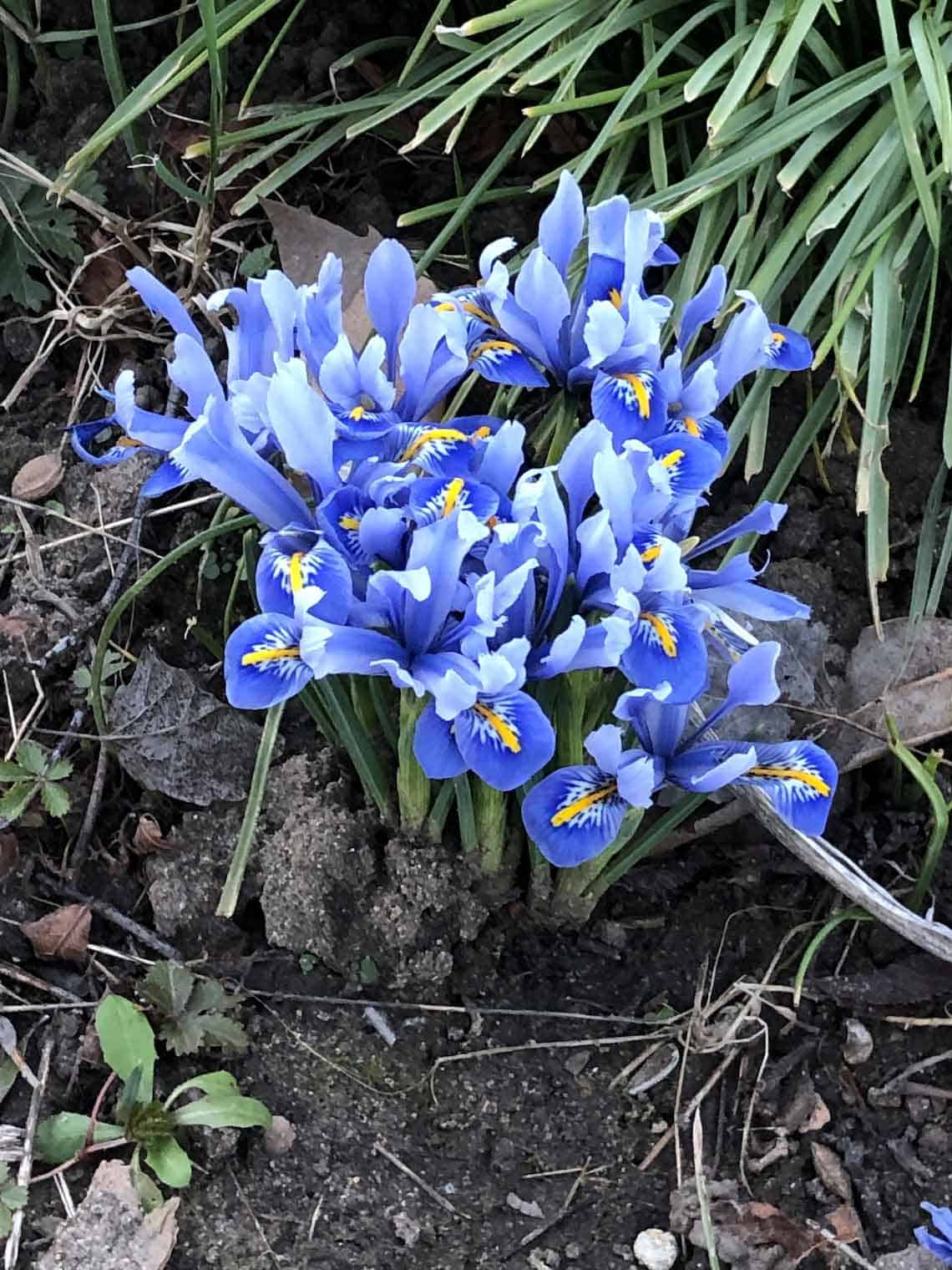 Iris bleu